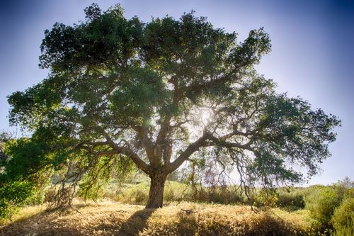 Deri is from the old Welsh word for Oak tree