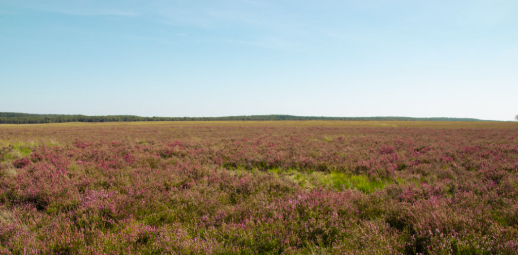 Gwaun means a heath in Welsh